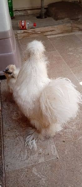 silkie pair available 5