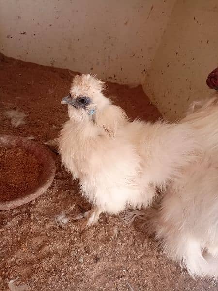 silkie pair available 6