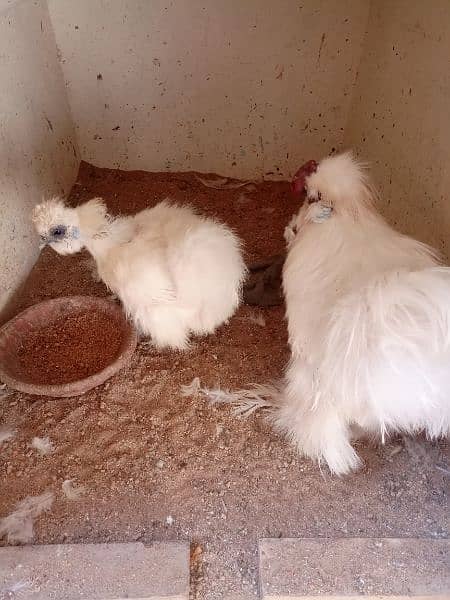 silkie pair available 7