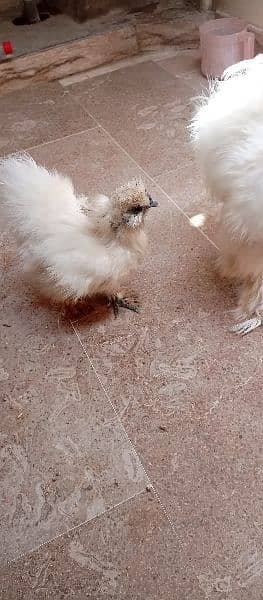 silkie pair available 8