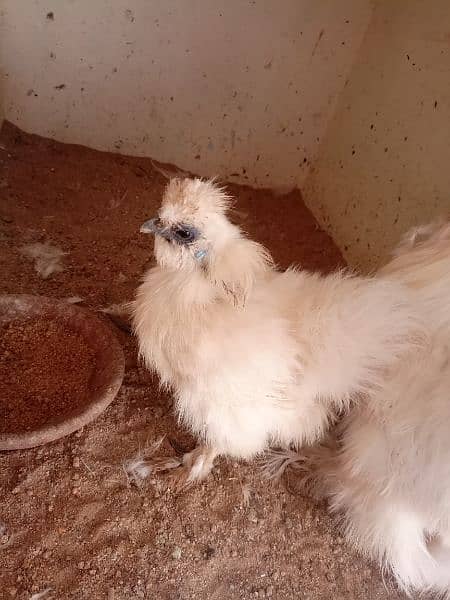 silkie pair available 9