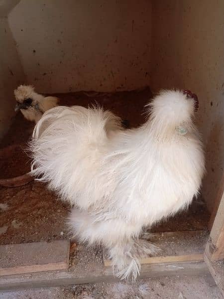 silkie pair available 10