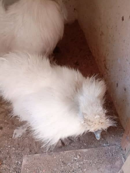 silkie pair available 11