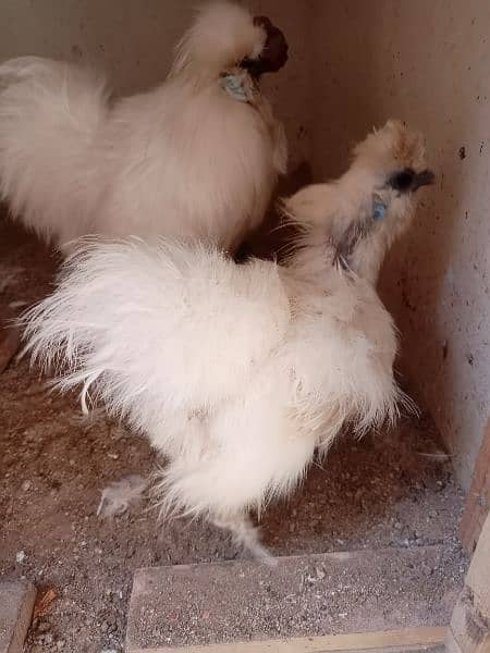 silkie pair available 12