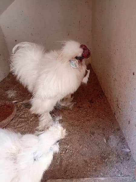 silkie pair available 13