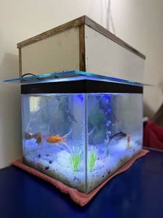 Fish aquarium with 5 fishes with air pump nd lights nd heater