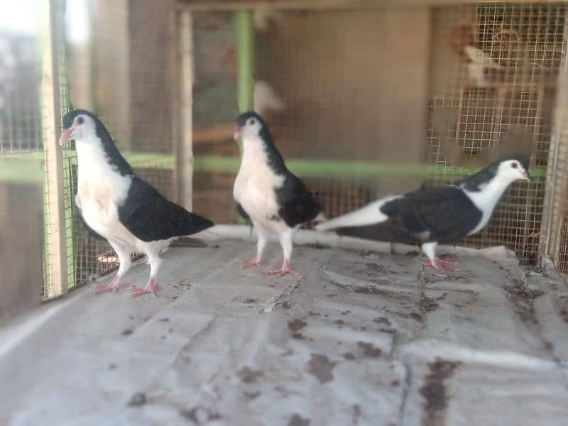 young pigeos home breed 3