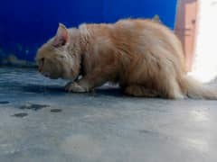 Persian cat with 6 cross Persian cubs