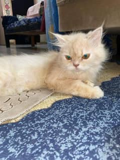 Persian doll face Breeder Cat (Female)