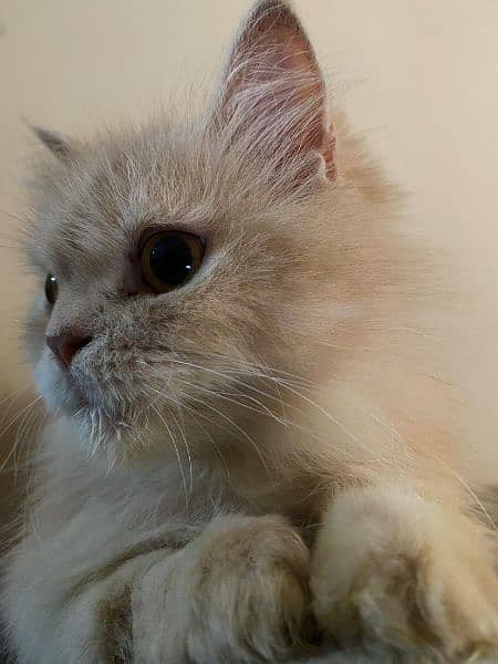 Persian doll face Breeder Cat (Female) 1