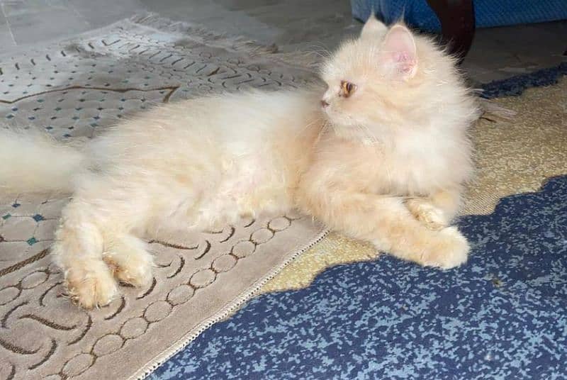 Persian doll face Breeder Cat (Female) 2