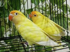 Love bird 2 pairs offer wale pairs breeder pairs