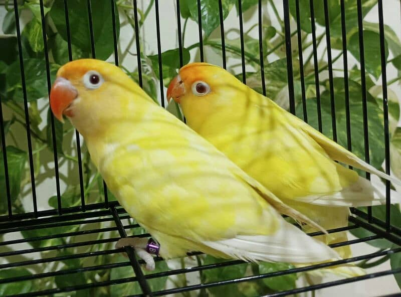 Love bird 2 pairs offer wale pairs breeder pairs 0