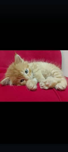 cute ginger color kitten available for sale