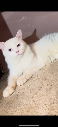 PERSIAN PURE WHITE BREEDER FEMALES