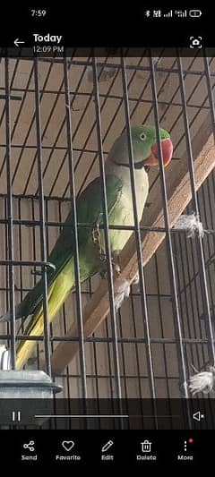 Raw parrot full breeder pair