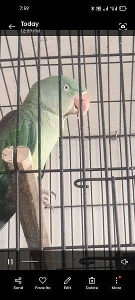 Raw parrot full breeder pair 1