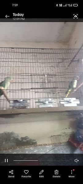 Raw parrot full breeder pair 2