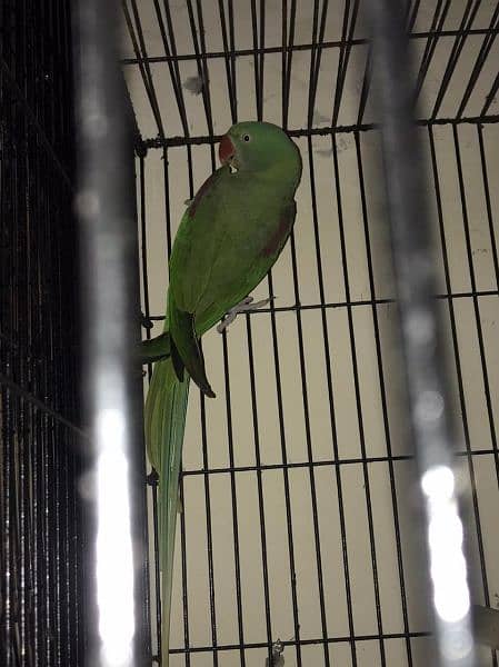 Raw parrot full breeder pair 3