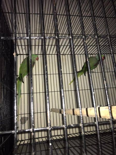 Raw parrot full breeder pair 4