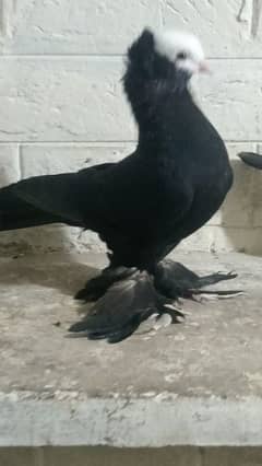 black mukhi male big pamoz