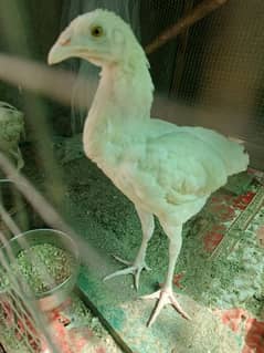 Aseel Heera white hen