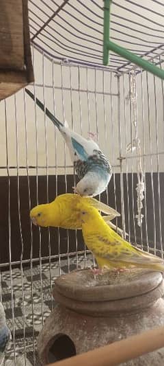 Australian breeder birds pairs of red and black eyes