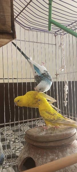 Australian breeder birds pairs of red and black eyes 0