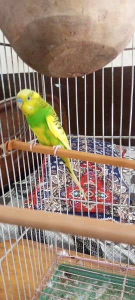 Australian breeder birds pairs of red and black eyes 1