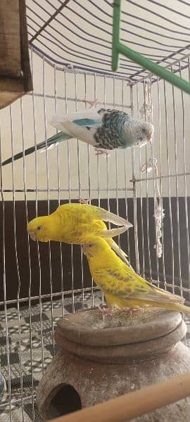 Australian breeder birds pairs of red and black eyes 2