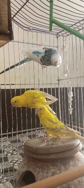 Australian breeder birds pairs of red and black eyes 3