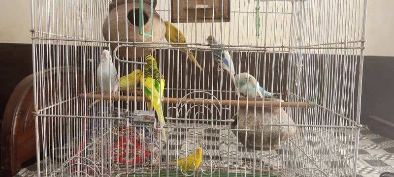 Australian breeder birds pairs of red and black eyes 4