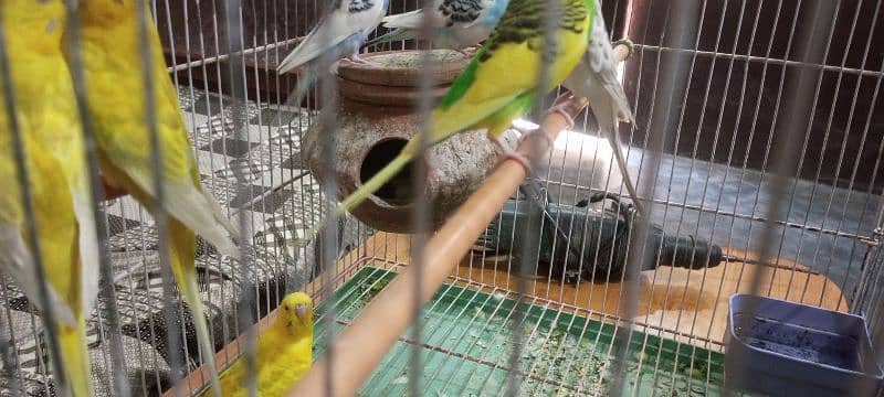 Australian breeder birds pairs of red and black eyes 5