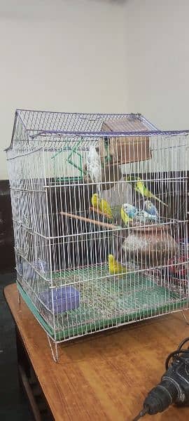 Australian breeder birds pairs of red and black eyes 6