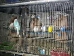 Australian Parrots For Sale