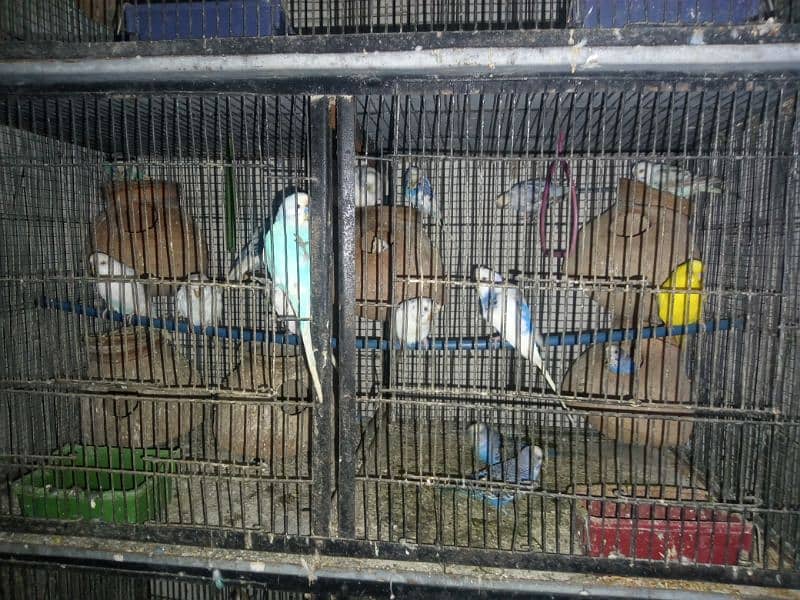 Australian Parrots For Sale 1