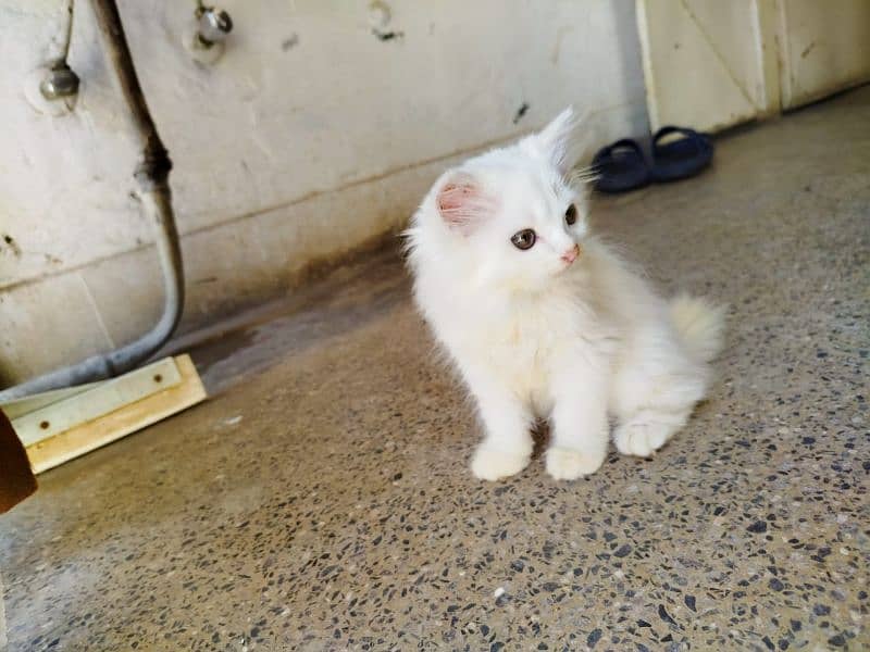 persian cat 3135443836 10