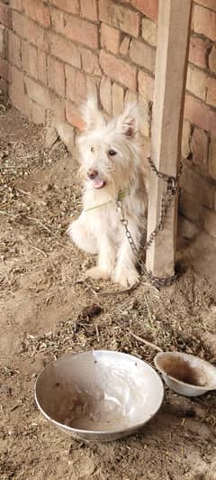 Russian poodle female dog