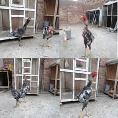 aseel  | Kamalia x rampuri aseel pair |  aseel chicks |4 months  aseel 0