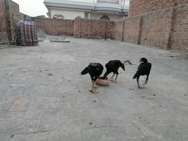 aseel  | Kamalia x rampuri aseel pair |  aseel chicks |4 months  aseel 1