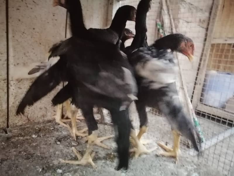 aseel  | Kamalia x rampuri aseel pair |  aseel chicks |4 months  aseel 3