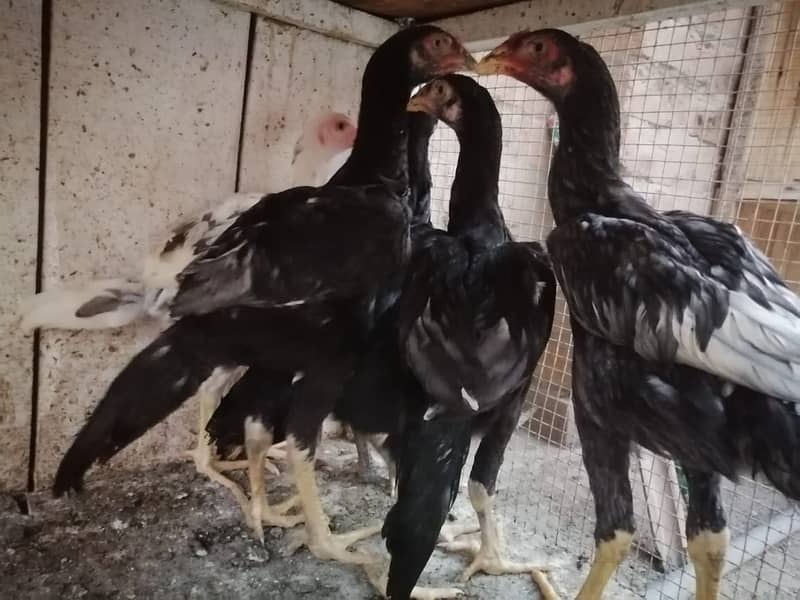 aseel  | Kamalia x rampuri aseel pair |  aseel chicks |4 months  aseel 4