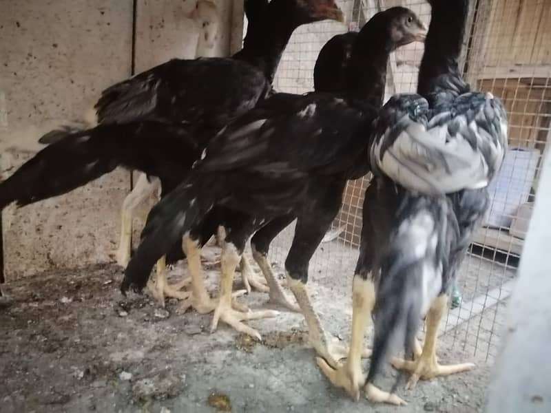 aseel  | Kamalia x rampuri aseel pair |  aseel chicks |4 months  aseel 5