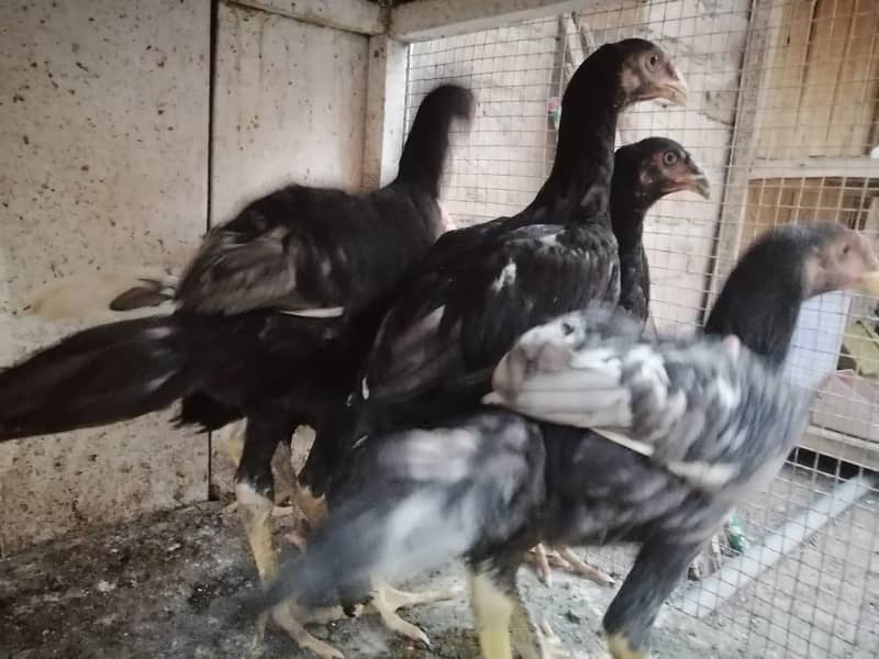 aseel  | Kamalia x rampuri aseel pair |  aseel chicks |4 months  aseel 6