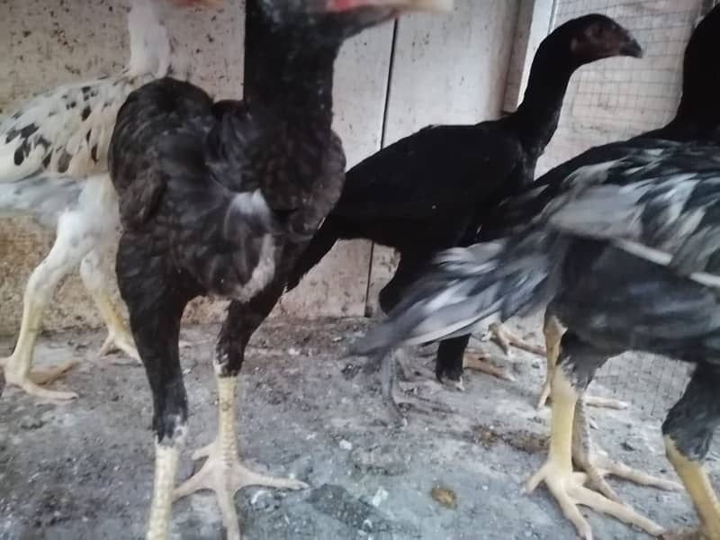 aseel  | Kamalia x rampuri aseel pair |  aseel chicks |4 months  aseel 8