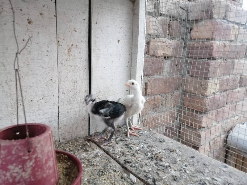 aseel  | Kamalia x rampuri aseel pair |  aseel chicks |4 months  aseel 10