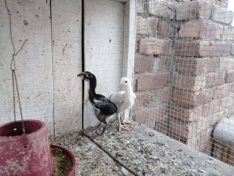 aseel  | Kamalia x rampuri aseel pair |  aseel chicks |4 months  aseel 11