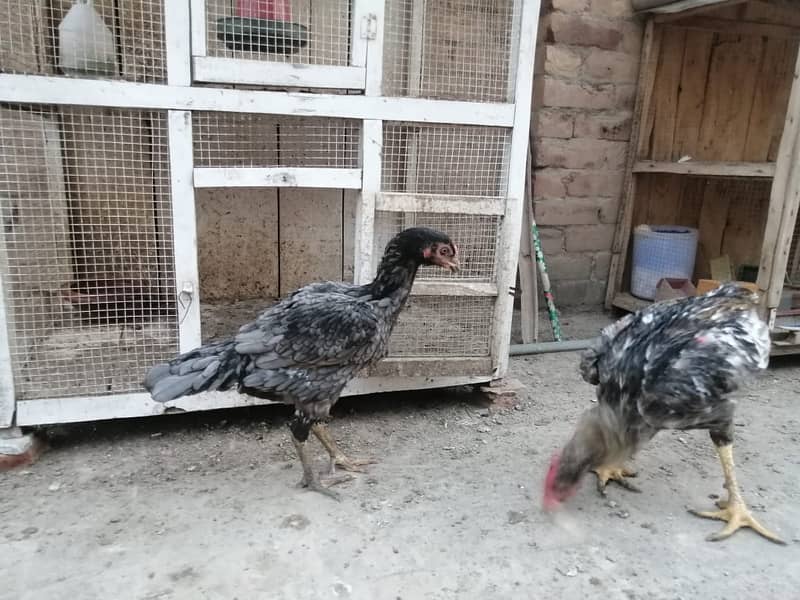 aseel  | Kamalia x rampuri aseel pair |  aseel chicks |4 months  aseel 12