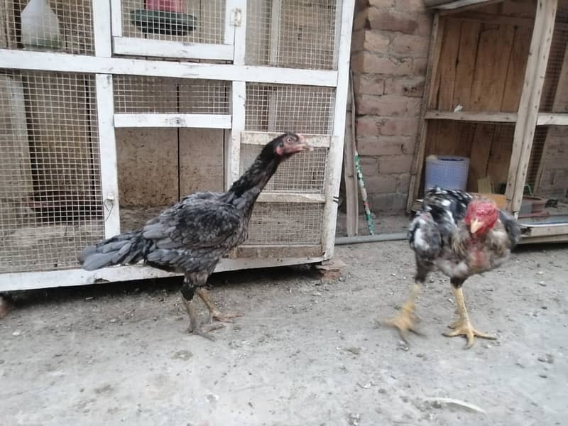 aseel  | Kamalia x rampuri aseel pair |  aseel chicks |4 months  aseel 13