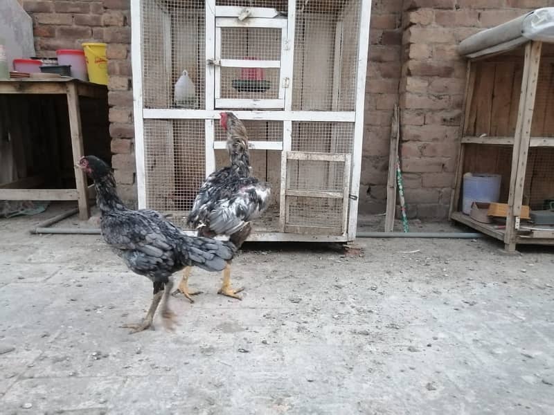 aseel  | Kamalia x rampuri aseel pair |  aseel chicks |4 months  aseel 14